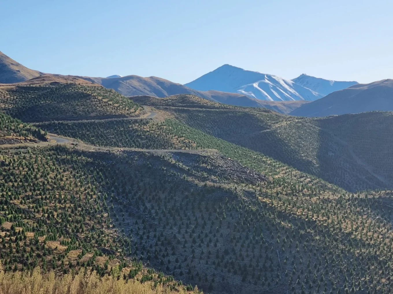 Makerikeri Silviculture field work